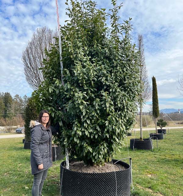 Prunus lauroc.'Genolia' -R- extra breit Co 350-400