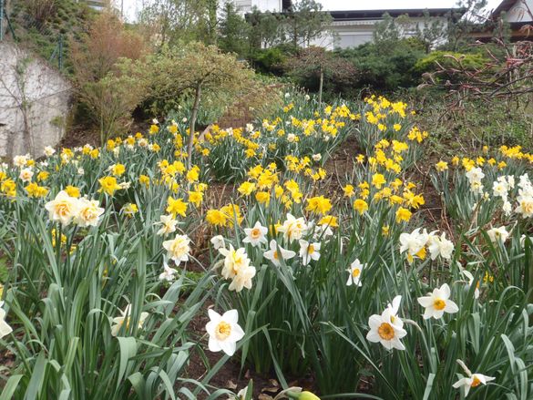 März Gartentipp 7