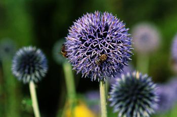 Zwiebel Blüte