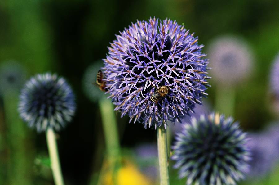 Zwiebel Blüte